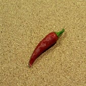 Chile Criollo Hot Peppers HP2073-10_Base